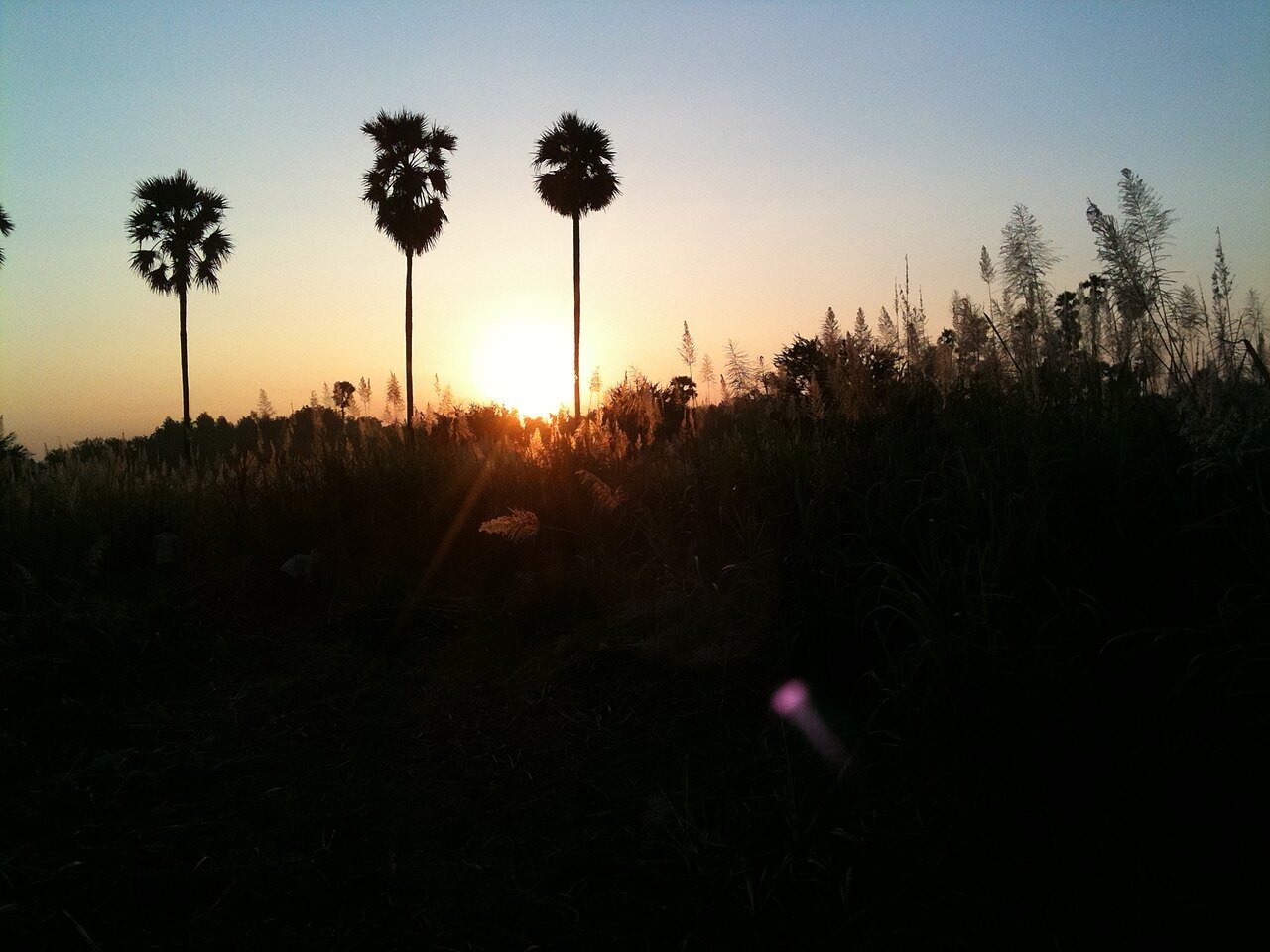 Sugarcane fields representing Vuyyuru's agricultural identity